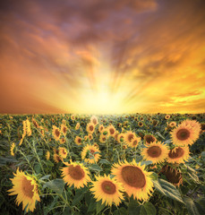Obraz premium Sunflower field