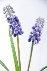 Fototapeta premium 植物飾り