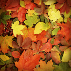 Naklejka na ściany i meble Piękna jesień z kolorowymi liśćmi