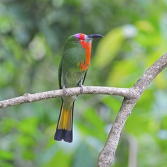 female Red-bearded Bee-eater