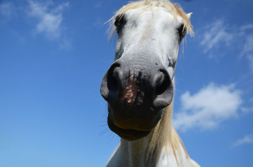 snout a horse close up