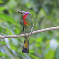 male Red-bearded Bee-eater