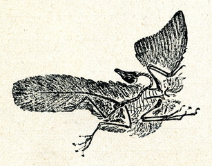 Archaeopteryx lithographica - 54968328