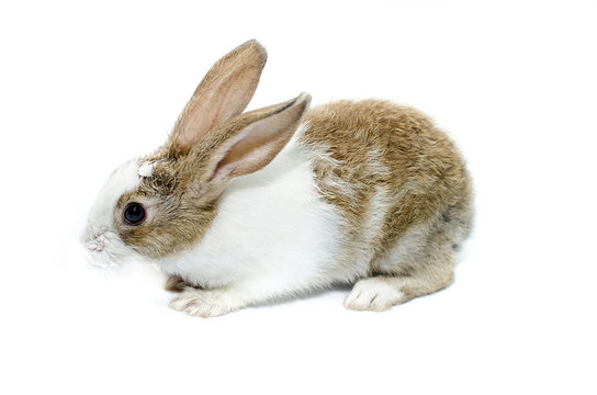 Brown rabbit on a white background