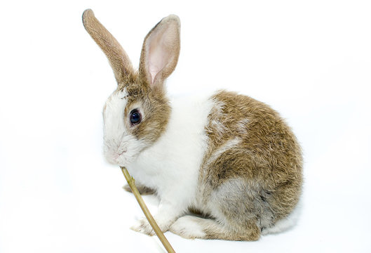 Brown rabbit on a white background