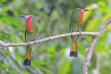 Red-bearded Bee-eater