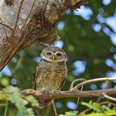 Spotted Owlet