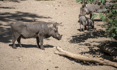 Fototapeta premium warthog in the zoo