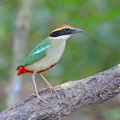 Fairy Pitta