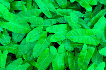 philodendron leaves use as background