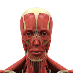 Human Face Anatomy