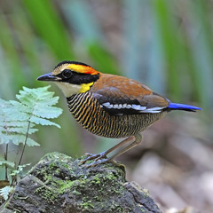 female Malayan Banded Pitta