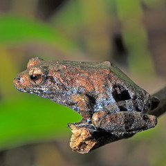 frog