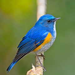 Himalayan Bluetail