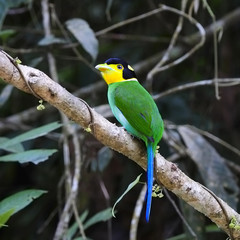 Long-tailed Broadbill