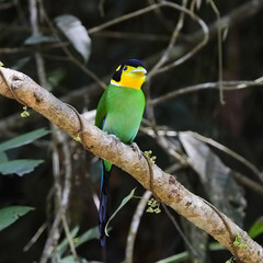 Long-tailed Broadbill