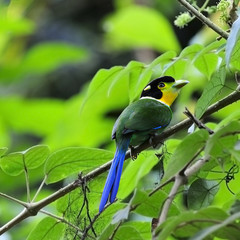 Long-tailed Broadbill