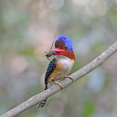 male Banded Kingfisher