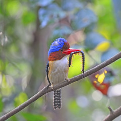 male Banded Kingfisher