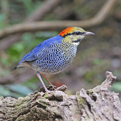 male Blue Pitta