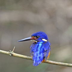 male Blue-eared Kingfisher
