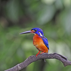 male Blue-eared Kingfisher