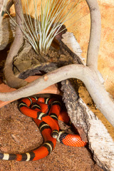 Red Sinaloan Milk Snake in a terrarium