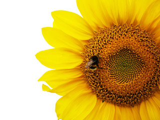 Sunflower with the bee in focus