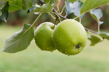 green apples on a branch in an orchard