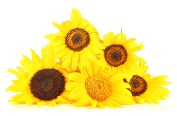 Bright sunflowers isolated on white