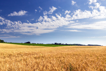 wheat field © Emoji Smileys People