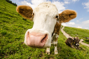 Fototapeta na wymiar Krowy na letnie pastwiska