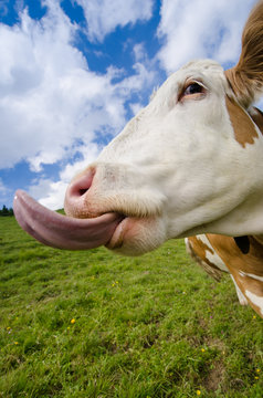 Kuh streckt lustig Zunge heraus