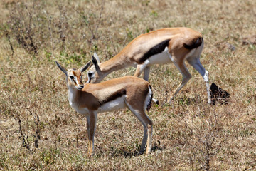 Couple of Thomson's gazelle