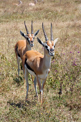 Couple of Thomson's gazelle