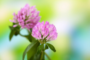 Obraz premium Clover flowers, outdoors