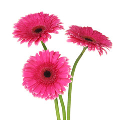 Beautiful pink gerbera flowers isolated on white