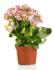 Beautiful flower in pot isolated on white