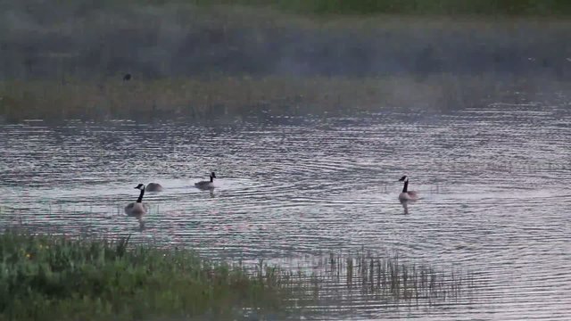 Canada Geese on lake in early morning mist audio