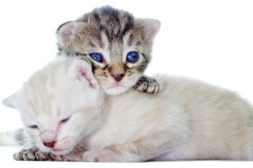 Adorable two little kittens on white