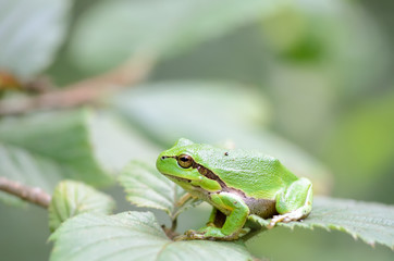 Tree frog