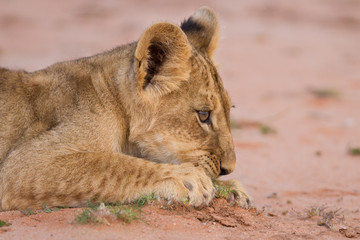 Cute lion cub playing on sand in the Kalahari