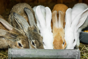 Naklejka premium Small rabbits