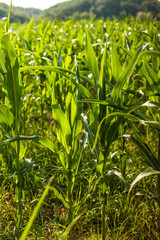 Obraz premium Green maize field