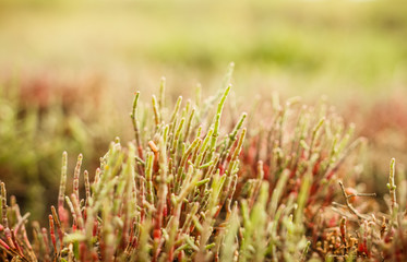 Salicornia plant