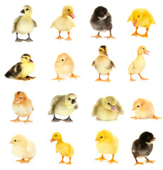 Collage of beautiful little chickens and ducklings