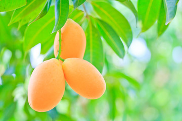  Maprang Marian Plum or Plum Mango of Thailand