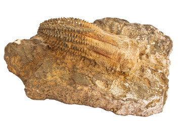 Crinoid fossil