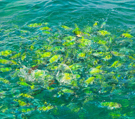 Fototapeta na wymiar Fish in the sea at Phi Phi Island of Thailand