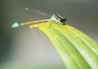 Blue Tailed Leaf Lounger